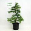 Larch Part Trained Bonsai Number 510 available to buy from All Things Bonsai Sheffield Yorkshire with free UK delivery