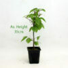 Zelkova Serrata Sapling available to buy from All Things Bonsai Sheffield Yorkshire with free UK delivery