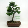 Dwarf Beech Bonsai Tree Number 515 available to buy from All Things Bonsai Sheffield Yorkshire with free UK delivery