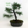 Japanese White Pine Bonsai Tree Part Trained Number 25 available to buy from All Things Bonsai Sheffield Yorkshire with free UK delivery