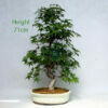Acer Palmatum Deshojo Japanese Maple Bonsai Tree Number 433 available to buy from All Things Bonsai Sheffield Yorkshire with free UK delivery