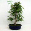 Acer Palmatum Deshojo Japanese Maple Bonsai Tree Number 426 available to buy from All Things Bonsai Sheffield Yorkshire with free UK delivery