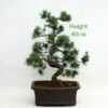 Japanese White Pine Bonsai Tree Number 338 available to buy from All Things Bonsai Sheffield Yorkshire with free UK delivery