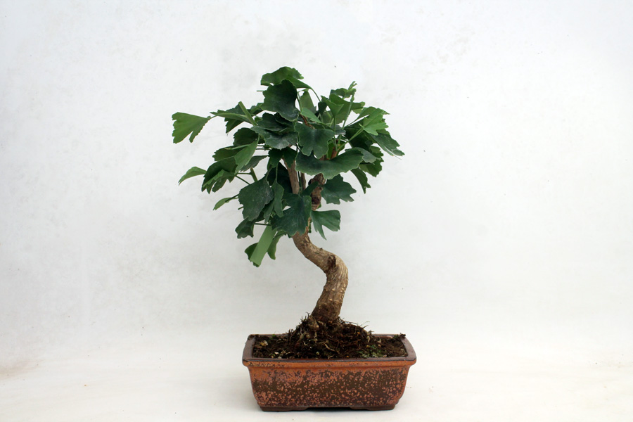 Ginkgo Bonsai Trees For Sale