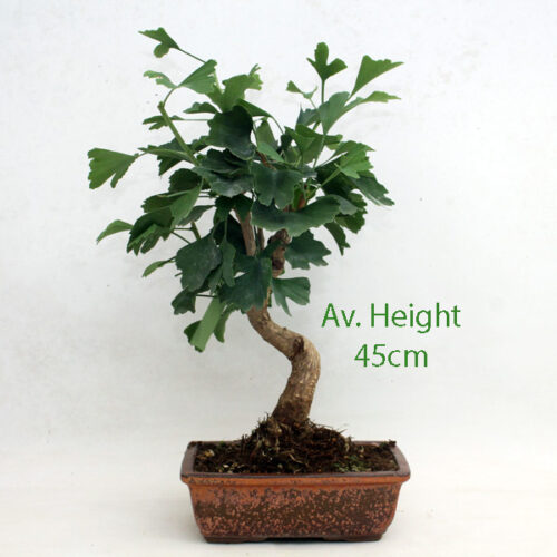 Gingko Bonsai Tree 13yr available to buy from All Things Bonsai Sheffield Yorkshire with free UK delivery