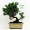 Chinese Juniper Bonsai Tree Number 332 available to buy from All Things Bonsai Sheffield Yorkshire with free UK delivery