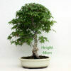Acer Palmatum Deshojo Japanese Maple Bonsai Tree Number 62 available to buy from All Things Bonsai Sheffield Yorkshire with free UK delivery