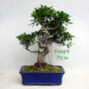 Ficus Bonsai Tree Number 432 available to buy from All Things Bonsai Sheffield Yorkshire UK