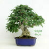 Korean Hornbeam Bonsai Tree Number 30 available to buy from All Things Bonsai Sheffield Yorkshire with free UK delivery