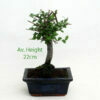 Chinese Elm Bonsai Tree Broom Style Mini available to buy from All Things Bonsai Sheffield Yorkshire with free UK delivery