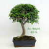 Chinese Elm Bonsai Tree Broom Style Large available to buy from All Things Bonsai Sheffield Yorkshire with free UK delivery