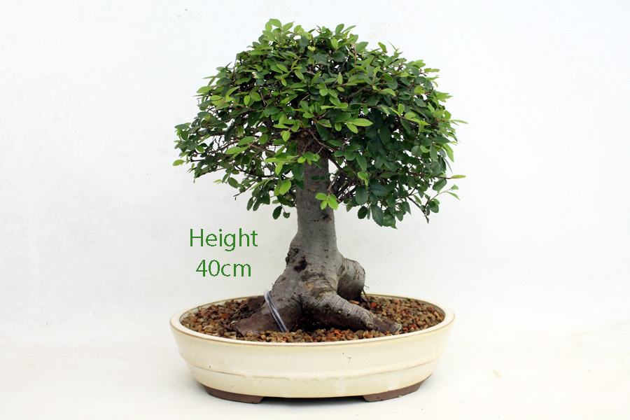 Chinese Elm Bonsai Tree Number 632 ALL THINGS BONSAI