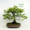 Beech Bonsai Tree Number 70Y available to buy from All Things Bonsai Sheffield Yorkshire UK