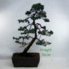 Chinese Juniper Bonsai Tree Number 400 available to buy online from All Things Bonsai Sheffield Yorkshire UK