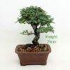 Cork Bark Chinese Elm Bonsai Tree Number 74Y available to buy from All Things Bonsai Sheffield Yorkshire with free UK delivery