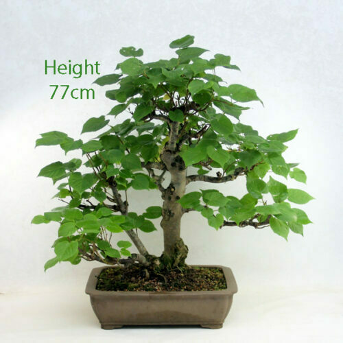 Kiryuzuna Bonsai Soil ALL THINGS BONSAI