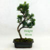 Buddhist Pine Podocarpus Bonsai Tree Number 100Y available to buy from All Things Bonsai Sheffield Yorkshire with free UK delivery