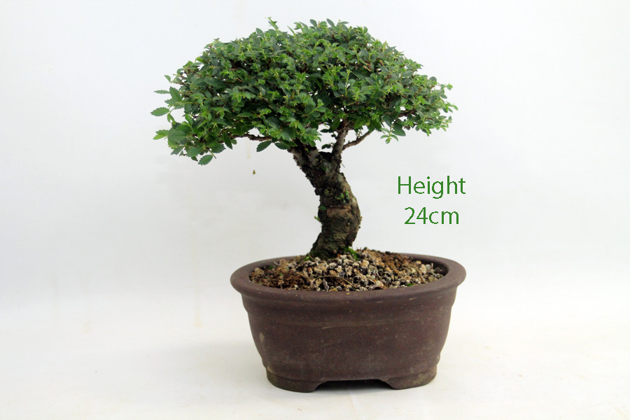 Cork Bark Chinese Elm Bonsai Tree Number 31Y available to buy from All Things Bonsai Sheffield Yorkshire with free UK delivery