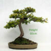 Yew Taxus Bonsai Tree Number 65Y available to buy from All Things Bonsai Sheffield Yorkshire UK