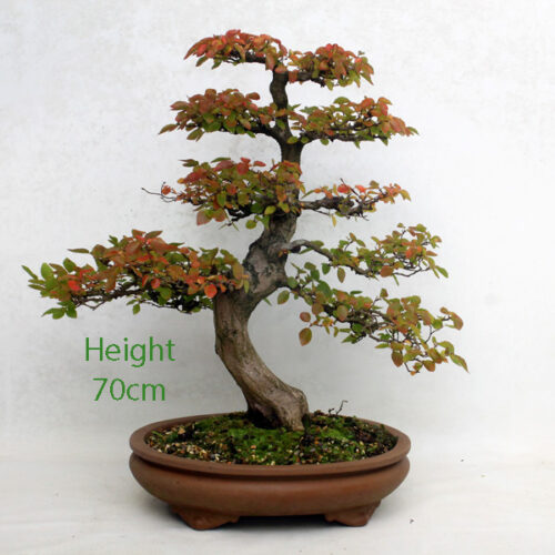 Korean Hornbeam Bonsai Tree Number 60Y available to buy from All Things Bonsai Sheffield Yorkshire UK