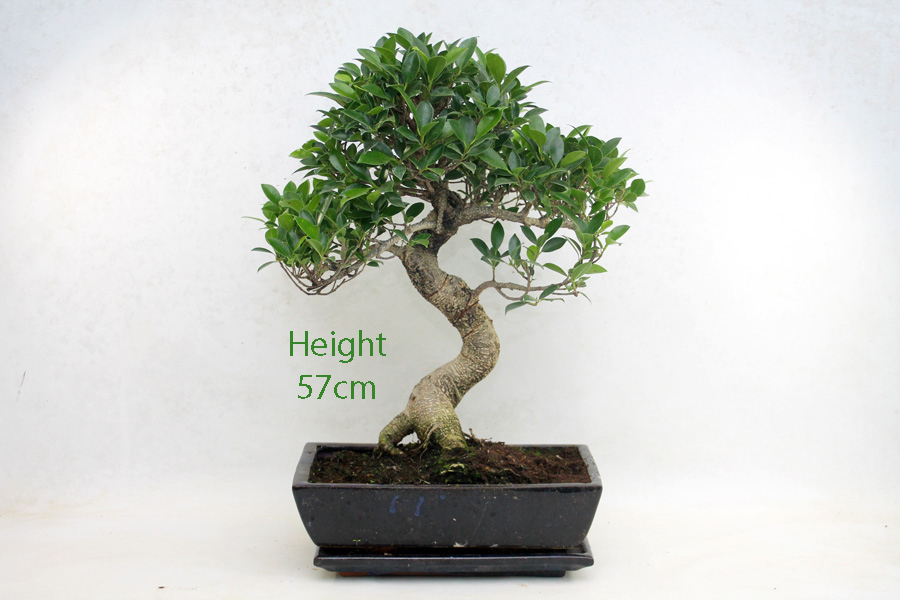 Ficus Bonsai Tree Number 27Y available to buy from All Things Bonsai Sheffield Yorkshire with free UK delivery