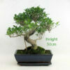 Ficus Bonsai Tree Number 75Y available to buy from All Things Bonsai Sheffield Yorkshire with free UK delivery