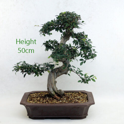 Silver Birch Bonsai Tree ALL THINGS BONSAI