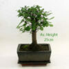 Chinese Elm Bonsai Tree Broom Style Small Green Pot and Tray available to buy from All Things Bonsai Sheffield Yorkshire with free UK delivery