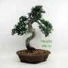 Chinese Elm Bonsai Tree Number 56Y available to buy from All Things Bonsai Sheffield Yorkshire with free UK delivery