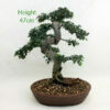 Chinese Elm Bonsai Tree Number 72Y available to buy from All Things Bonsai Sheffield Yorkshire with free UK delivery