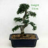 Chinese Elm Bonsai Tree Number 25Y available to buy from All Things Bonsai Sheffield Yorkshire with free UK delivery