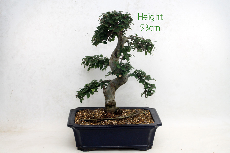 Chinese Elm Bonsai Tree Number 25Y available to buy from All Things Bonsai Sheffield Yorkshire with free UK delivery