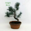 Japanese White Pine Bonsai Tree Part Trained Number 70Y available to buy from All Things Bonsai Sheffield Yorkshire with free UK delivery