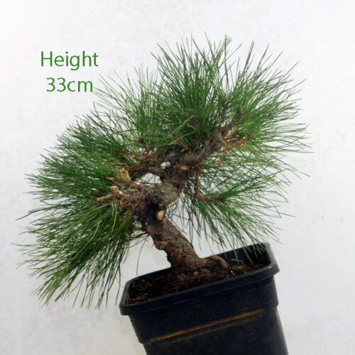 Oak Bonsai Tree Number 459 ALL THINGS BONSAI