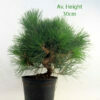 Black Pine Part Trained Bonsai Tree Pinus Thunbergii 9Yr available to buy from All Things Bonsai Sheffield Yorkshire with free UK delivery