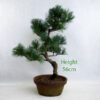 Japanese White Pine Bonsai Tree Part Trained Number 90Y available to buy online from All Things Bonsai Sheffield Yorkshire with free UK delivery