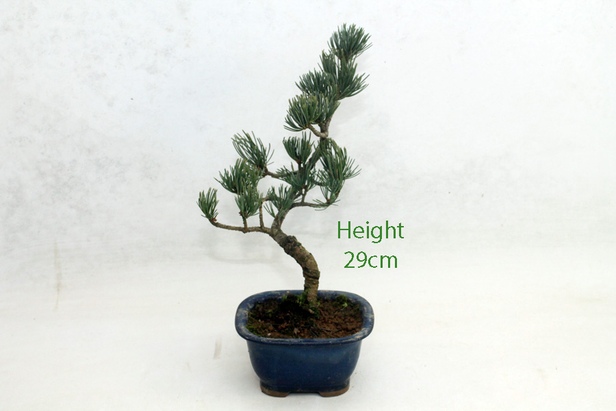 Japanese White Pine Bonsai Tree Number 94Y ALL THINGS BONSAI
