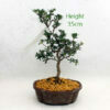 Azalea Flowering Bonsai Tree Number 82Y Gin No Suzu available to buy from All Things Bonsai Sheffield Yorkshire with free UK delivery