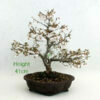 Cherry Flowering Bonsai Tree Number 65Y available to buy from All Things Bonsai Sheffield Yorkshire with free UK delivery