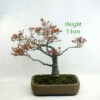 Acer Palmatum Kashima Japanese Maple Bonsai Tree Number 66Y available to buy from All Things Bonsai Sheffield Yorkshire UK