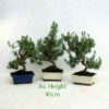 Aleppo Pine Bonsai Tree 10 Year available to buy from All Things Bonsai Sheffield Yorkshire with free UK delivery