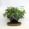 Cherry Flowering Clump Style Bonsai Tree Number 58Y available to buy from All Things Bonsai Sheffield Yorkshire UK