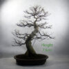 Trident Maple Bonsai Tree Number 88Y available to buy online from All Things Bonsai Sheffield Yorkshire UK