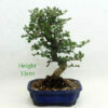 Cotoneaster Flowering Bonsai Tree Number 96Y available to buy from All Things Bonsai Sheffield Yorkshire with free UK delivery