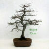 Hornbeam Bonsai Tree Number 22Y available to buy from All Things Bonsai Sheffield Yorkshire UK
