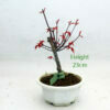 Small Ungrafted Deshojo Bonsai Tree Part Trained Japanese Maple Number 48Y available to buy from All Things Bonsai Sheffield Yorkshire with free UK delivery