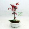 Small Ungrafted Deshojo Bonsai Tree Part Trained Japanese Maple Number 30Y available to buy from All Things Bonsai Sheffield Yorkshire with free UK delivery