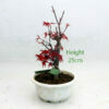 Small Ungrafted Deshojo Bonsai Tree Part Trained Japanese Maple Number 7Y available to buy from All Things Bonsai Sheffield Yorkshire with free UK delivery
