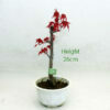 Small Ungrafted Deshojo Bonsai Tree Part Trained Japanese Maple Number 51Y available to buy from All Things Bonsai Sheffield Yorkshire with free UK delivery