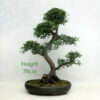 Chinese Elm Bonsai Tree Large Number 45Y available to buy from All Things Bonsai Sheffield Yorkshire UK